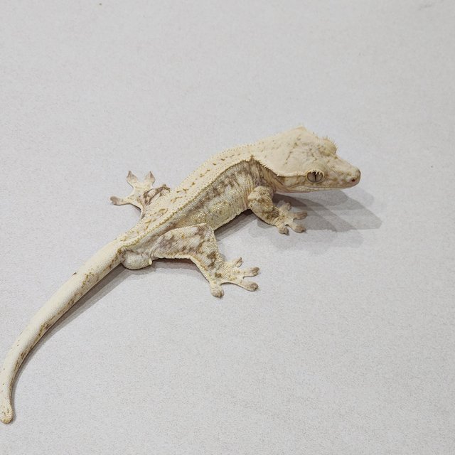 Full Pinstripe Drippy White Spot