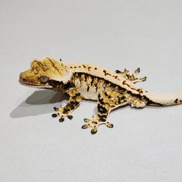 White Pin Extreme Harlequin White Spot Zengex Tri