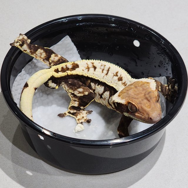 Cappuccino White Crown White Pin White Spot