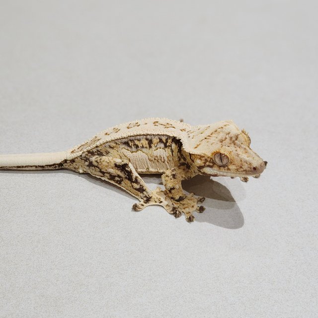 Quad White Spot Drippy White Pin