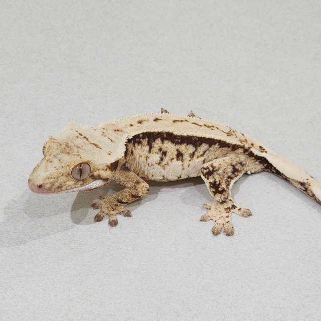 드리피 트라이 익스트림할리퀸 젠젝스