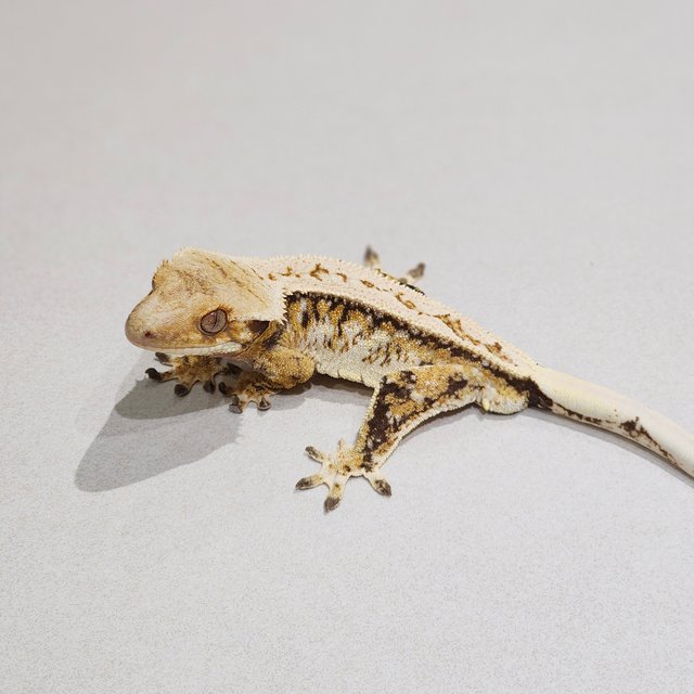 Full Pinstripe White Crown Drippy Extreme Harlequin Tri White Spot