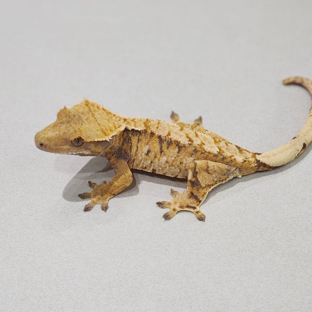 Tri Extreme Harlequin