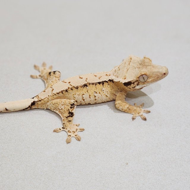 Tri Extreme Harlequin White Spot