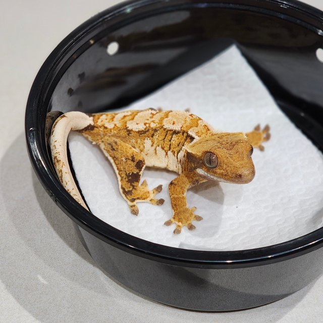 White Crown Tri Extreme Harlequin