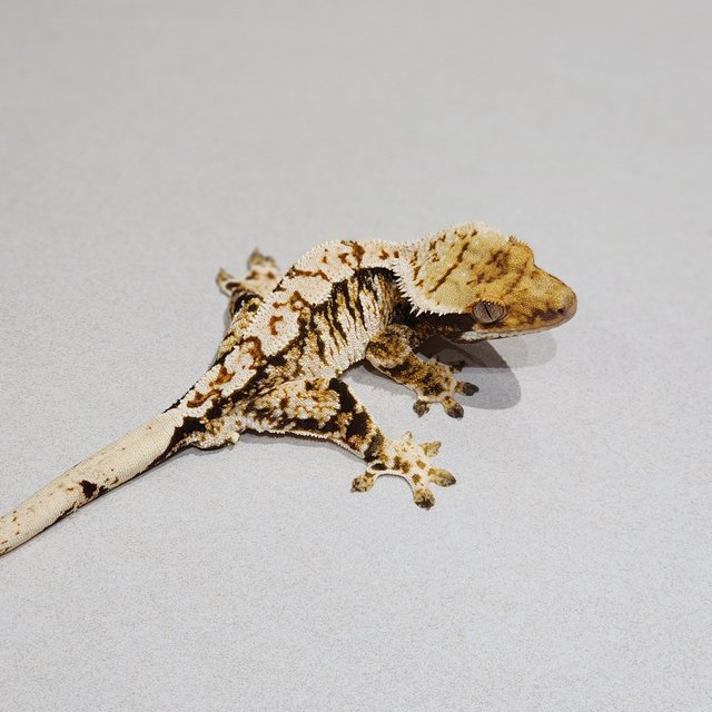 White Pin Extreme Harlequin Tri