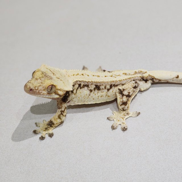 Full Pinstripe Drippy White Spot