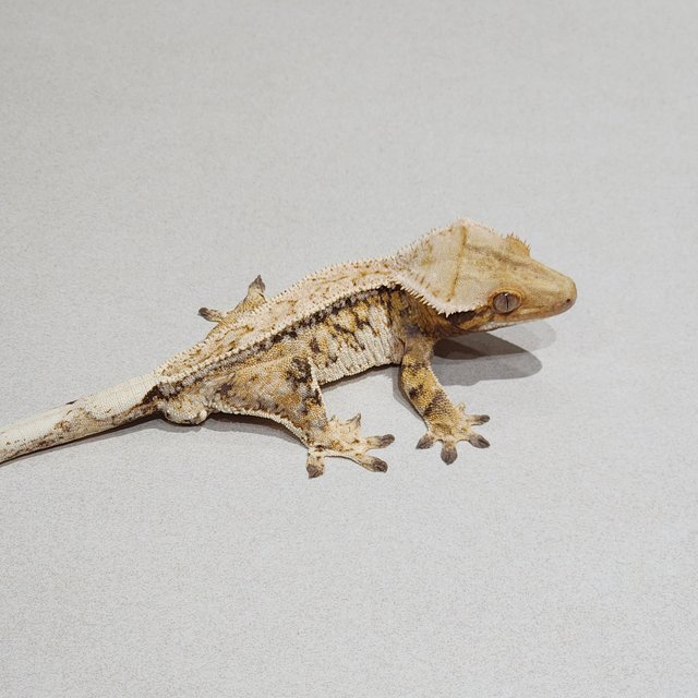 풀핀 드리피 트라이 화이트스팟 화이트크라운 익스트림할리퀸