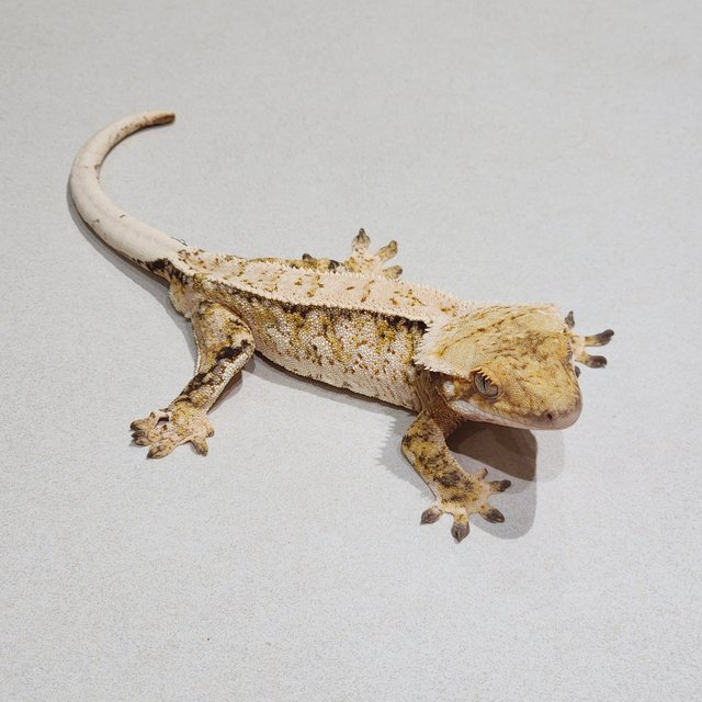 White Spot Extreme Harlequin Tri
