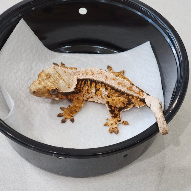 드리피 트라이 익스트림할리퀸 화이트핀