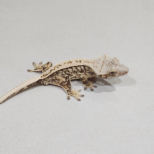 Full Pinstripe Quad White Spot