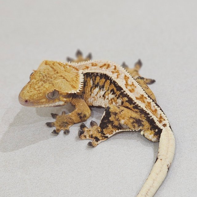 Extreme Harlequin Tri Drippy Full Pinstripe White Pin