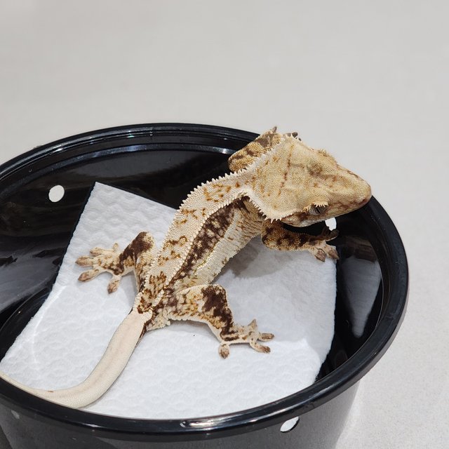 White Crown Drippy Quad White Spot