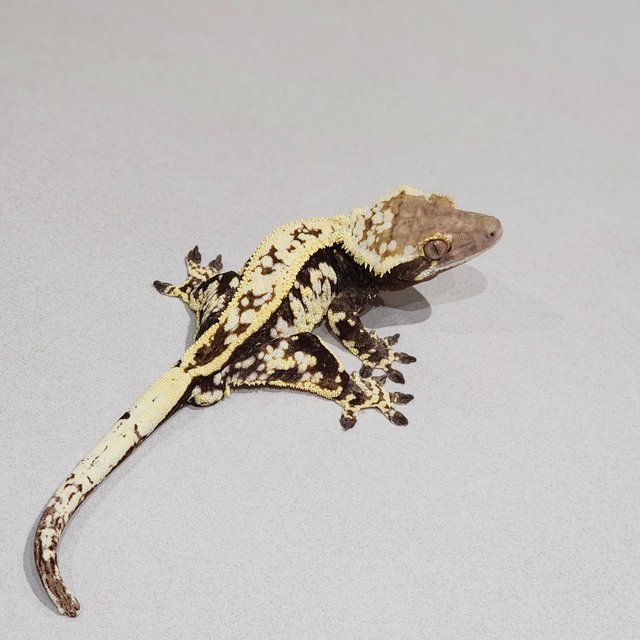 Cappuccino White Pin White Spot Full Pinstripe