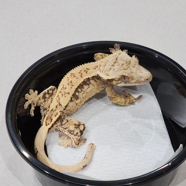 Drippy Quad White Spot