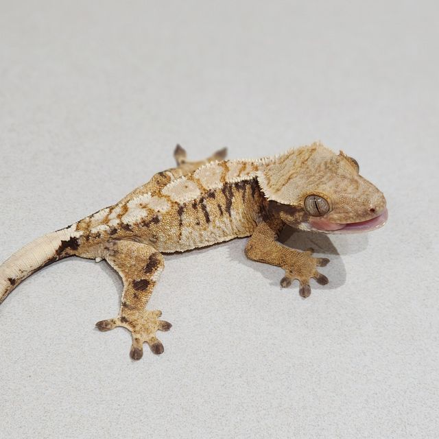 Tri Extreme Harlequin