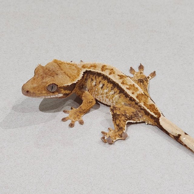 Drippy Tri Extreme Harlequin