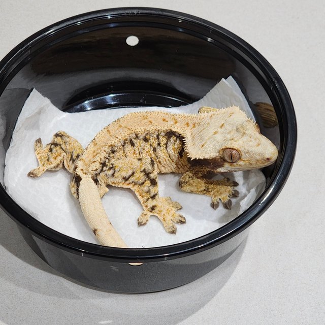 트라이 화이트스팟