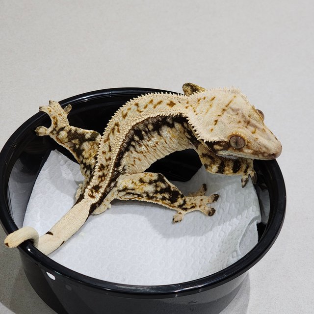 Full Pinstripe Drippy White Spot