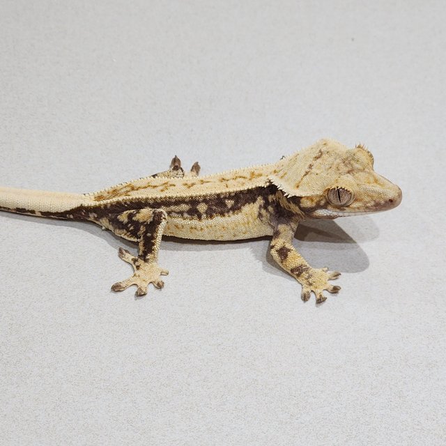 Full Pinstripe Drippy Quad White Spot