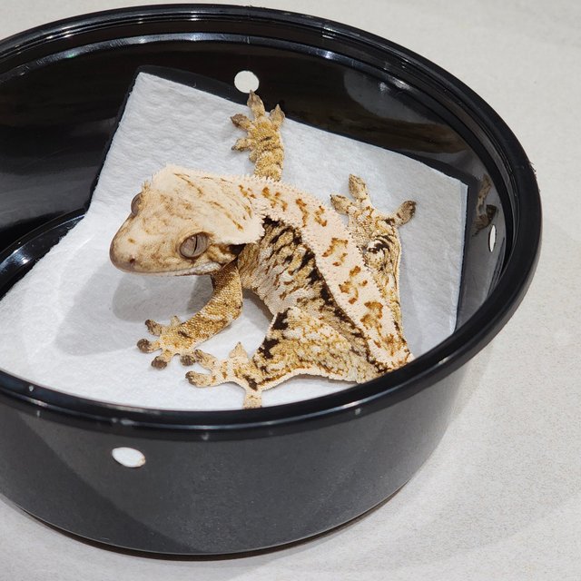 White Crown Drippy Tri Extreme Harlequin White Spot