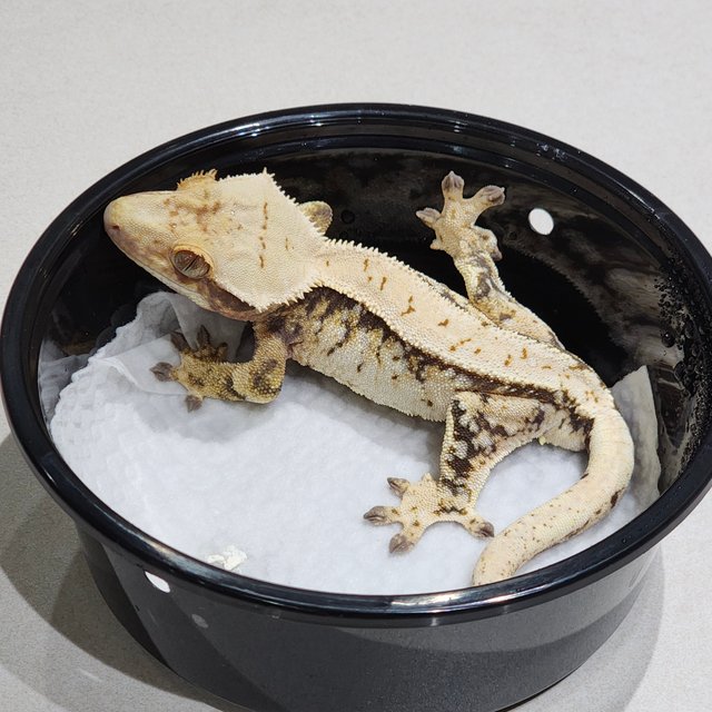 트라이 익스트림할리퀸 화이트스팟