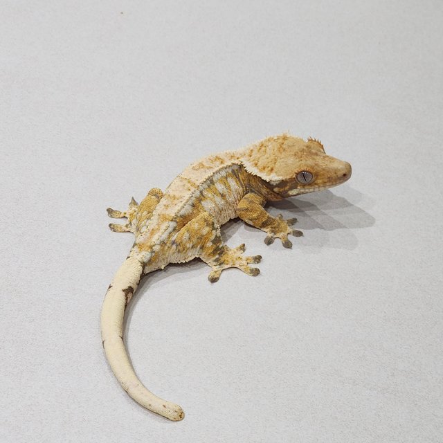 드리피 트라이 익스트림할리퀸 화이트스팟 화이트핀