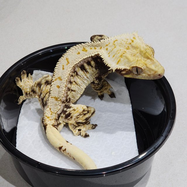 드리피 화이트스팟 화이트크라운