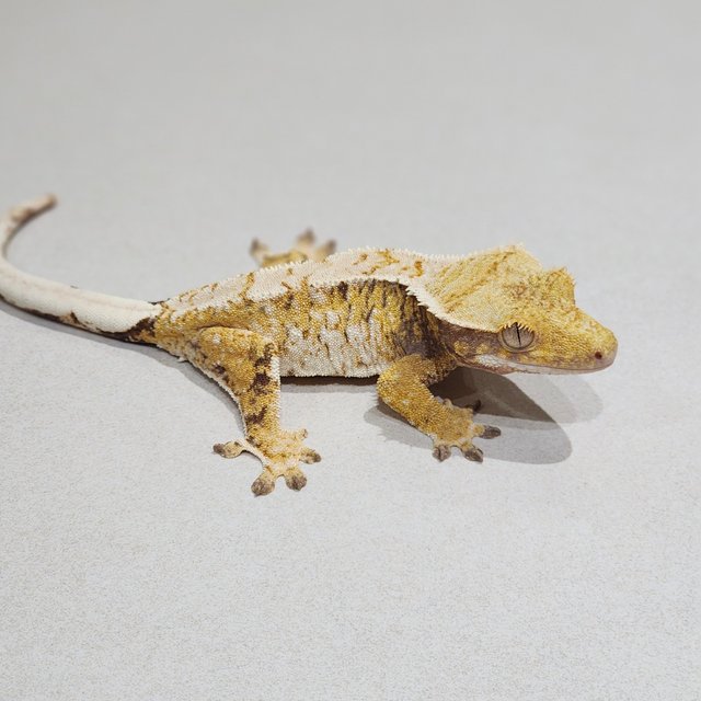 Tri Extreme Harlequin White Spot