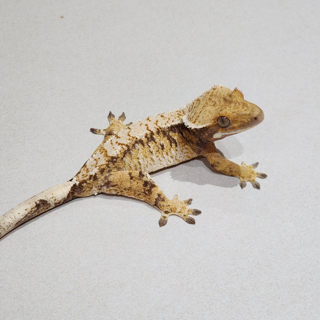 Tri White Spot Extreme Harlequin