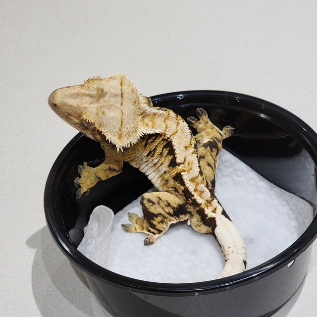 트라이 익스트림할리퀸