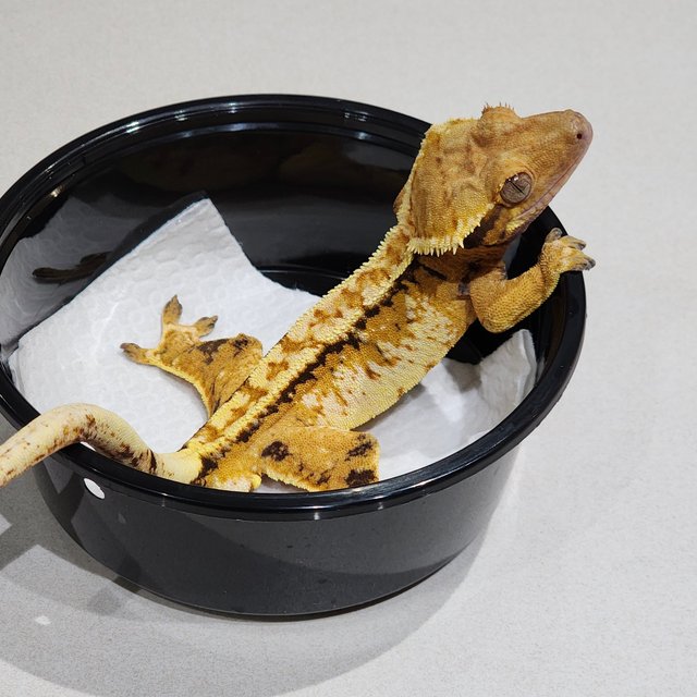 화이트크라운 트라이 익스트림할리퀸 화이트스팟