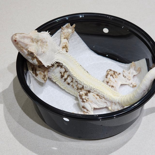 솔리드백 릴리화이트