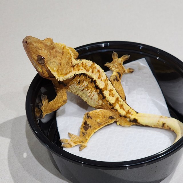 화이트크라운 트라이 익스트림할리퀸 화이트스팟