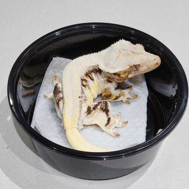 솔리드백 릴리화이트