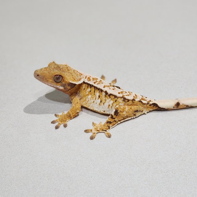 Extreme Harlequin White Crown White Spot Tri