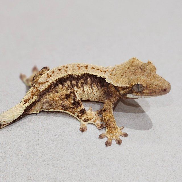 Drippy White Spot Zengex