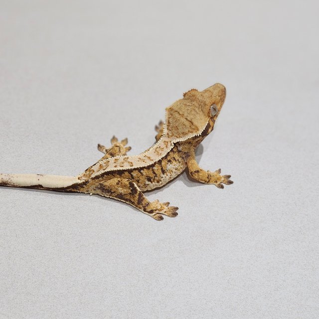 Tri Extreme Harlequin White Pin