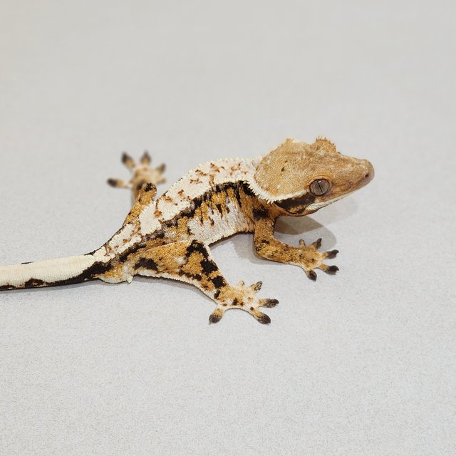 Drippy White Crown Tri Extreme Harlequin White Pin