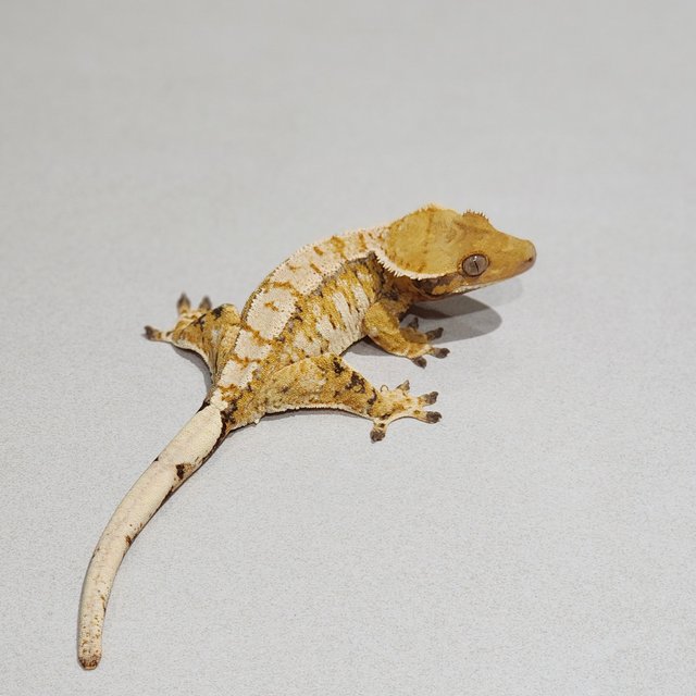 Tri Drippy White Pin Extreme Harlequin