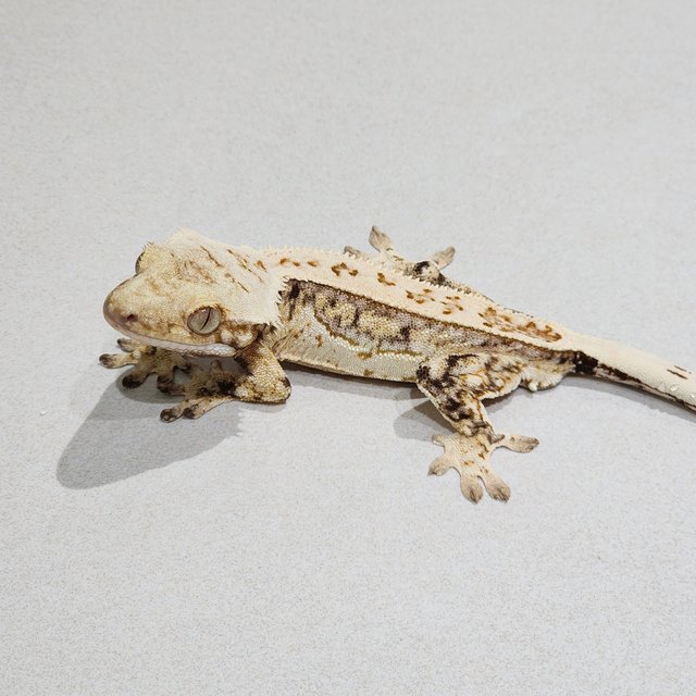 Full Pinstripe Drippy White Spot Quad