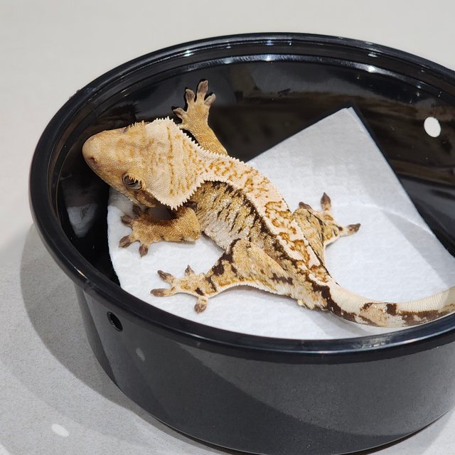 Drippy Tri White Spot White Crown