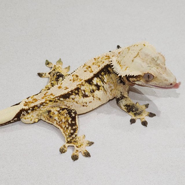 Tri Extreme Harlequin White Spot White Pin