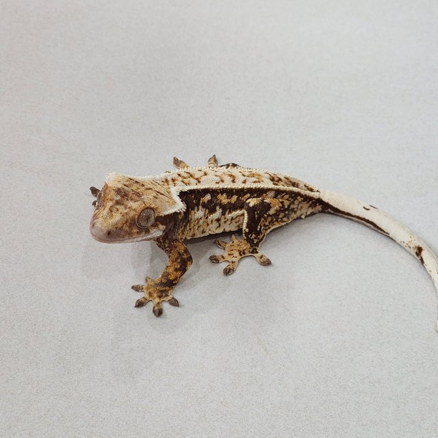 Full Pinstripe Quad White Spot Tri