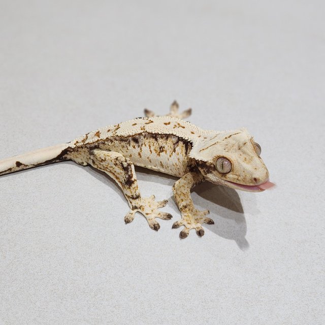 Tri Drippy White Spot