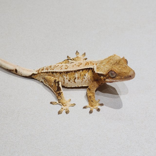 White Crown Tri Extreme Harlequin White Spot
