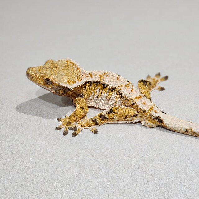 White Crown Tri Extreme Harlequin