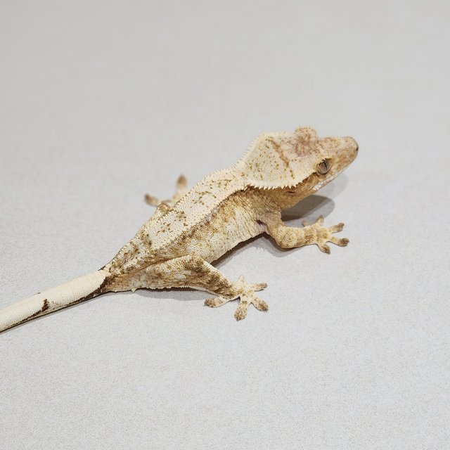 Cream Drippy White Spot