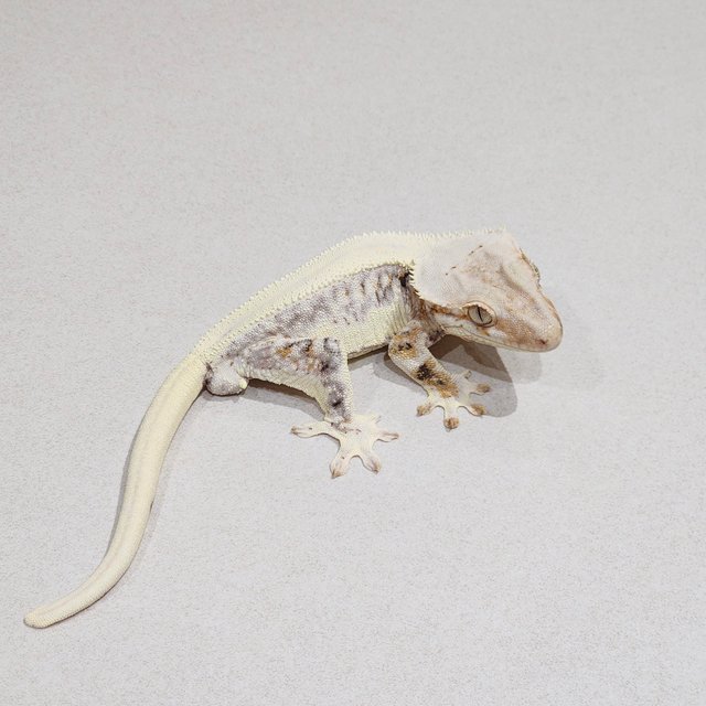 Solid Back Lilly White