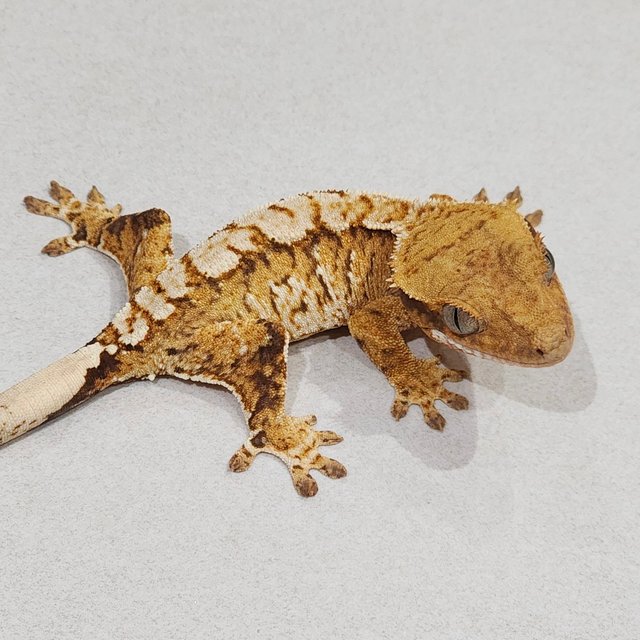 Brindle Extreme Harlequin